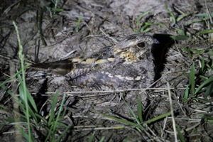 Square-tailed Nightjar