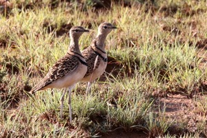 Double-banded Courser