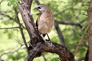 Black-faced Babbler