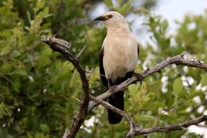 Southern Pied Babbler