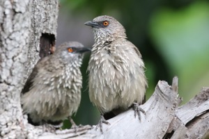 Arrow-marked Babbler