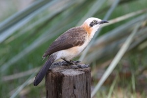 Bare-cheeked Babbler