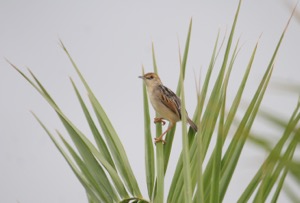Rufous-winged Cisticola