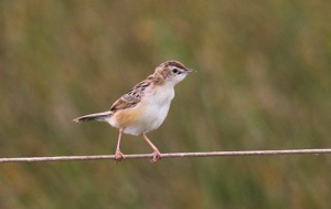 Zitting Cisticola