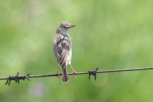 Desert Cisticola