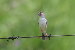 Desert Cisticola