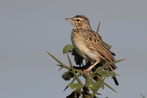 Sabota Lark