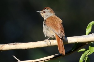 Rufous-tailed Palm-Thrush
