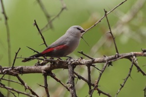 Cinderella Waxbill