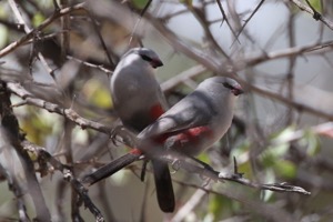 Cinderella Waxbill