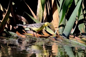 Citrine Wagtail