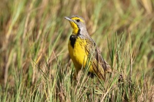 Yellow-throated Longclaw
