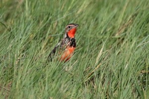Rosy-throated Longclaw