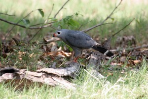 Lizard Buzzard