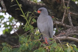 Dark Chanting Goshawk