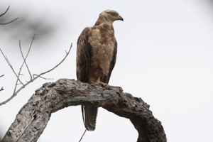 European Honey-Buzzard
