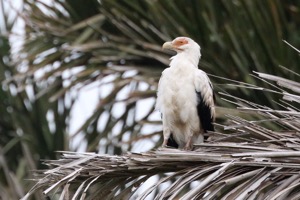 Palm-nut Vulture