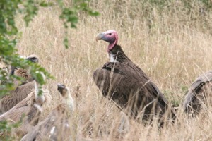 Lappet-faced Vulture