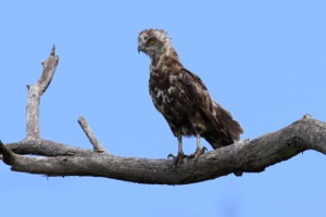 Brown Snake-Eagle immaturus