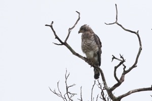 Southern Banded Snake-Eagle