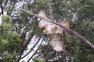 Forest Buzzard