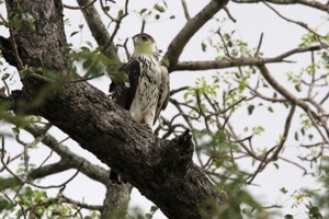 African Hawk-Eagle