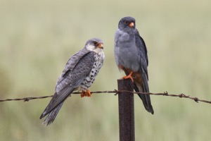 Amur Falcon