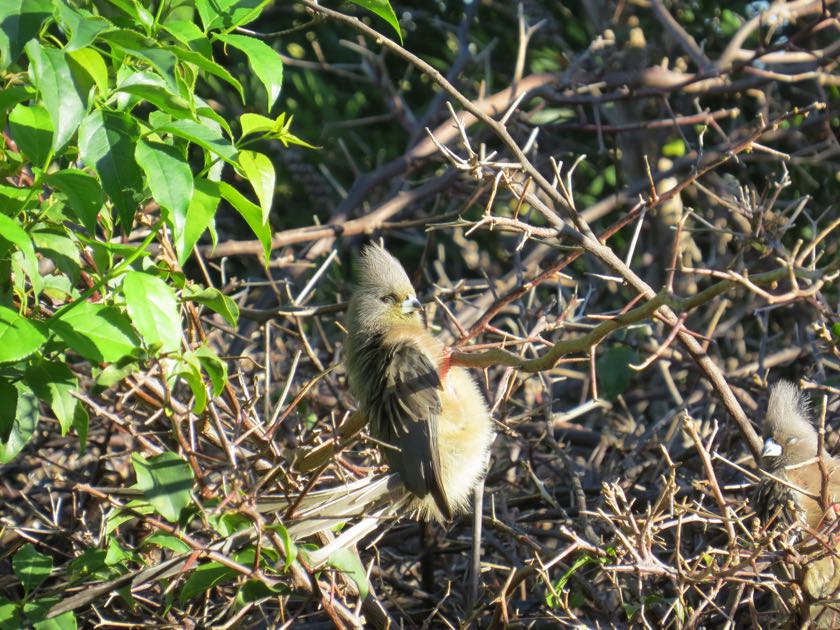 White-backed Mousebird