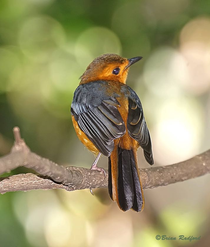 Red-capped Robin-Chat