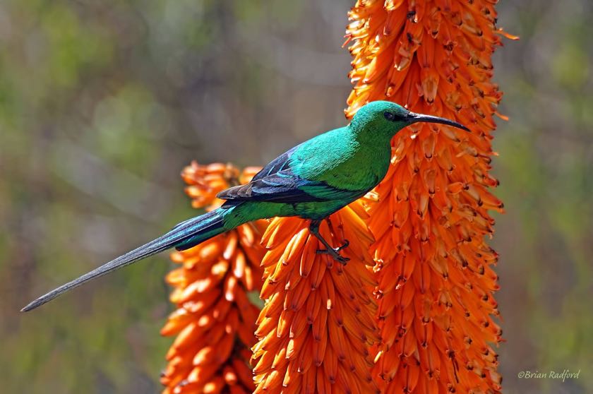Malachite Sunbird