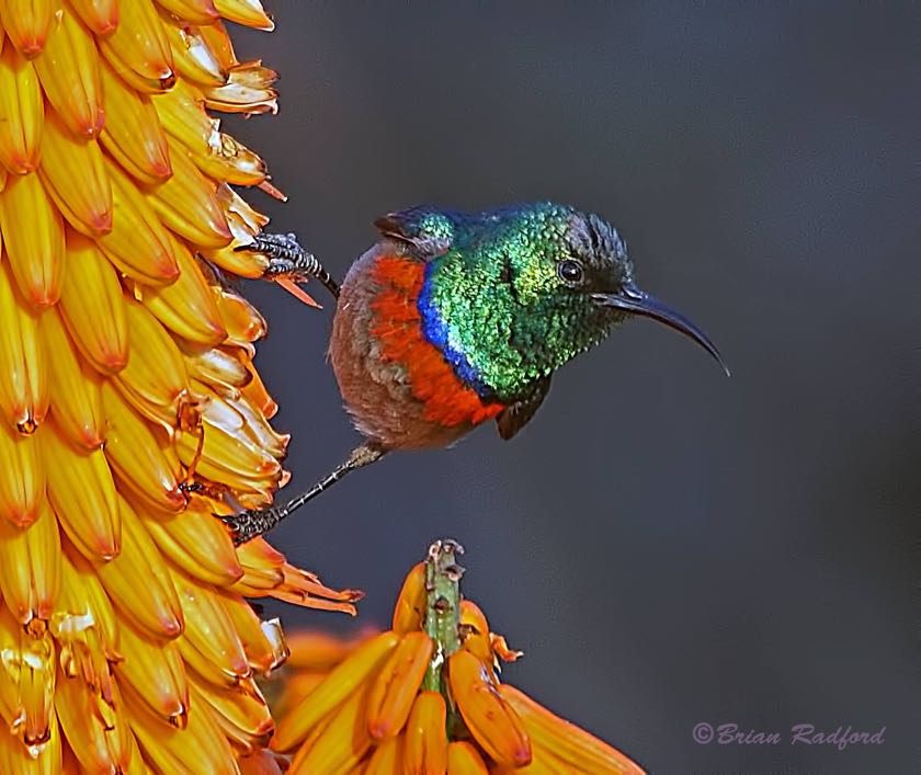 Southern Double-collared Sunbird