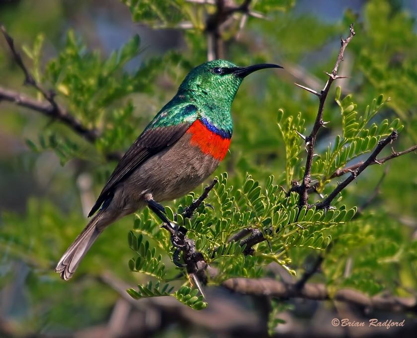 Southern Double-collared Sunbird