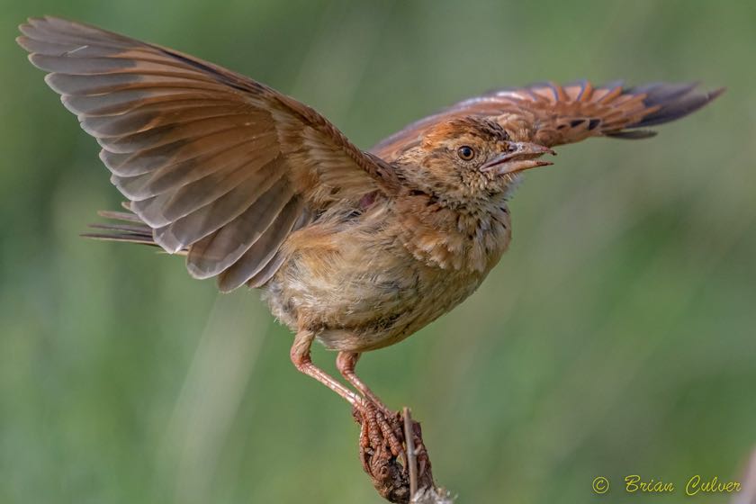 Rufous-naped Lark