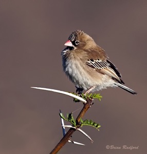 Scaly-feathered Finch
