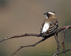 White-browed Sparrow-Weaver