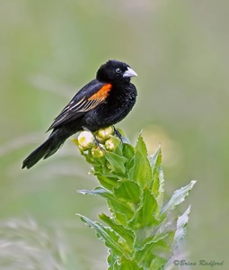 Fan-tailed Widowbird