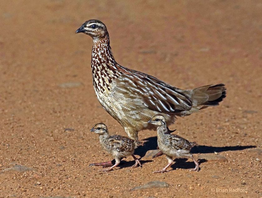 Crested Francolin with chicks