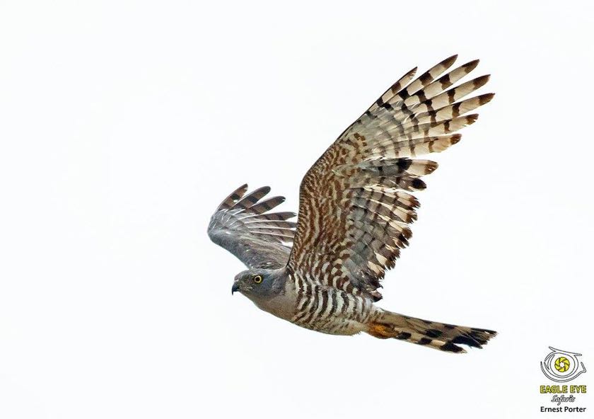 African Cuckoo Hawk