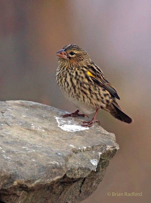 Yellow Bishop non-breeding