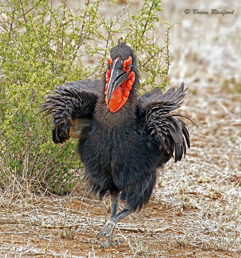 Southern Ground-Hornbill