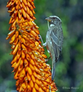 Streaky-headed Seedeater