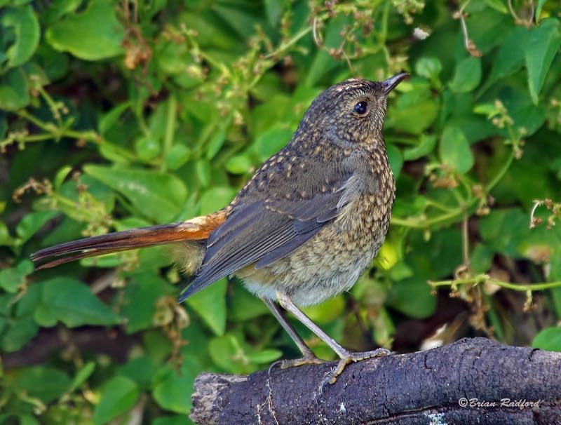 Cape Robin-Chat juvenile