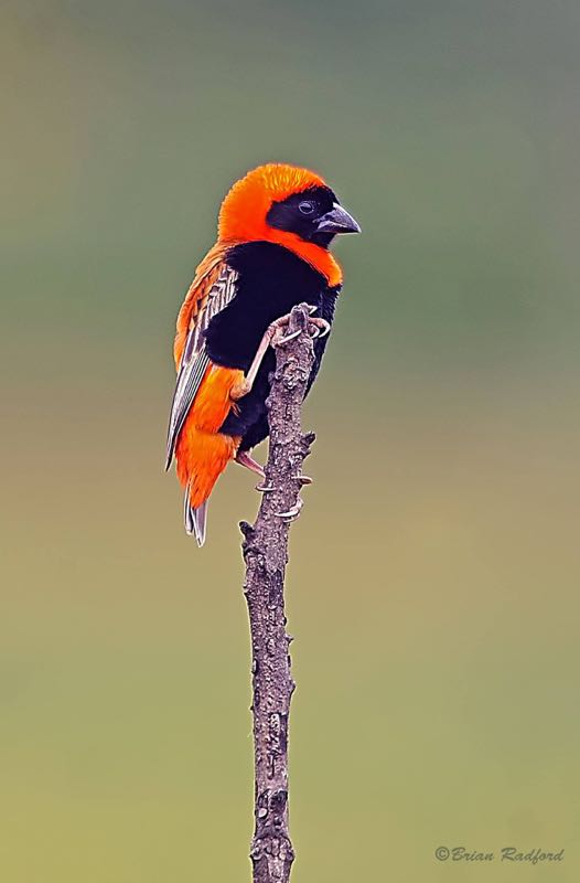Southern Red Bishop