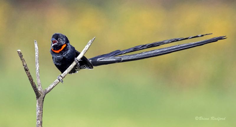 Red-collared Widowbird