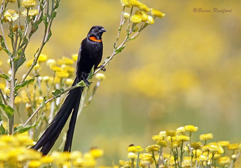 Red-collared Widowbird