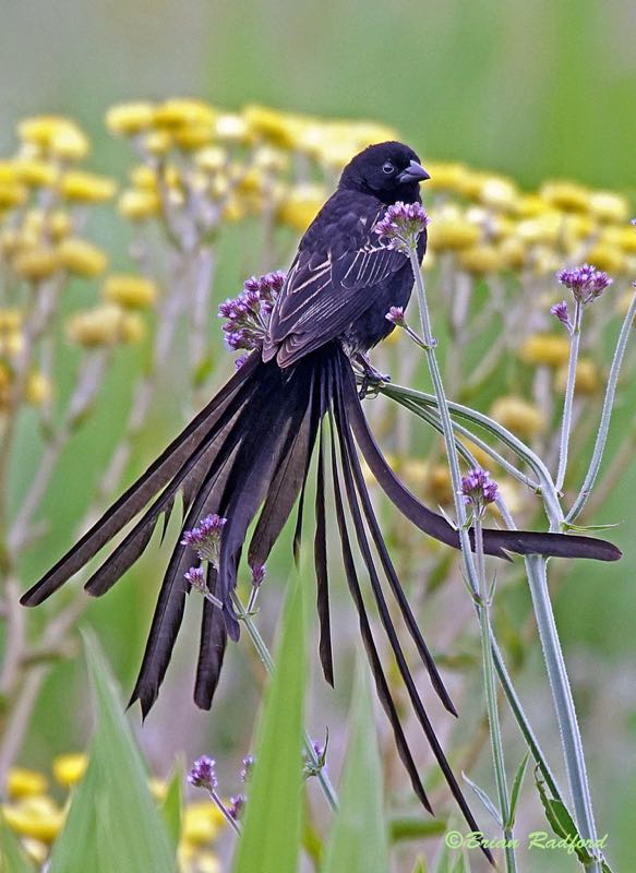 Red-collared Widowbird