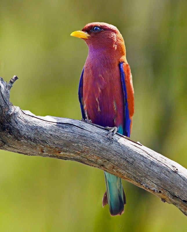 Broad-billed Roller