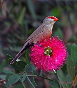 Common Waxbill