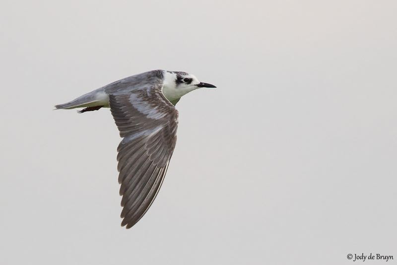 White-winged Tern