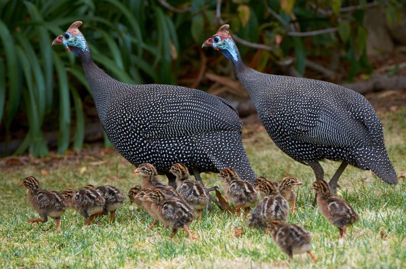 Helmeted Guineafowl